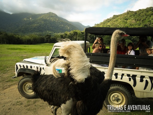 Durante o safari é possível alimentar os animais de dentro do carro