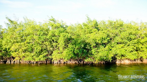 Manguezal da Lagoa de Guaraíras, em Tibau do Sul