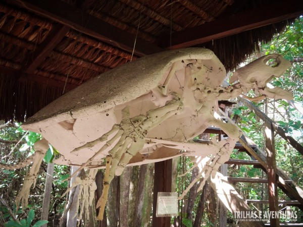Esqueleto completo de uma enorme tartaruga no Projeto Tamar do Exposição do TAMAR no Santuário Ecológico