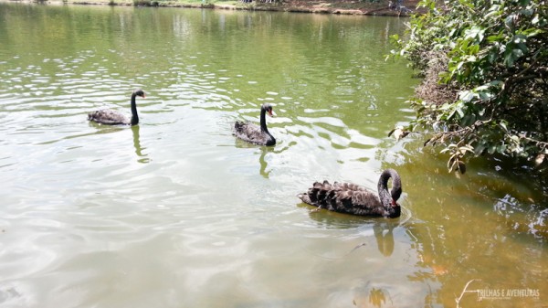 Adorei o lago com os cisnes, mas NÃO ALIMENTE os animais