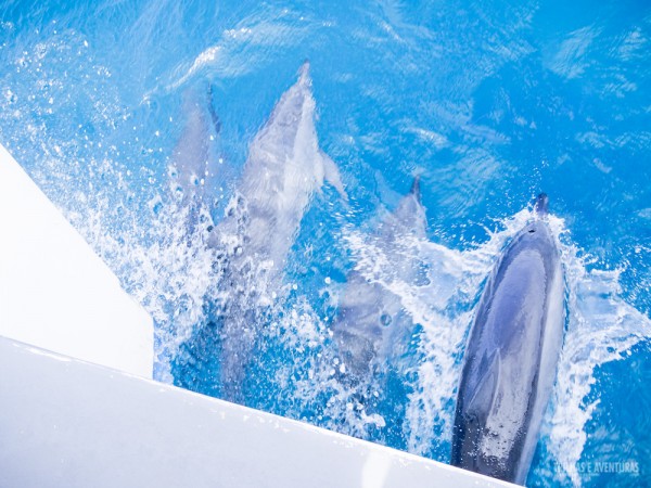 Dezenas de golfinhos acompanham os passeios de barco em Noronha