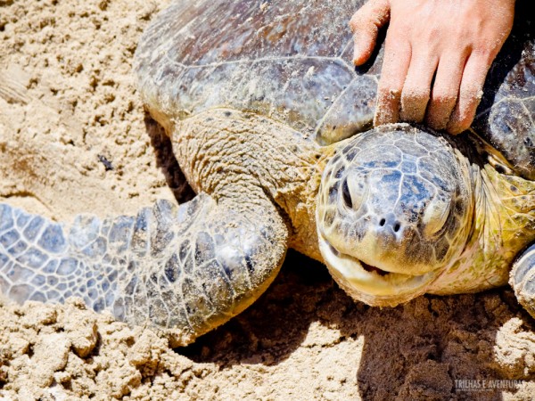 Na Praia do Sueste é possível acompanhar o trabalho do TAMAR com as tartarugas marinhas