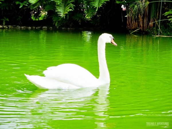 Cisne branco no lago central do hotel