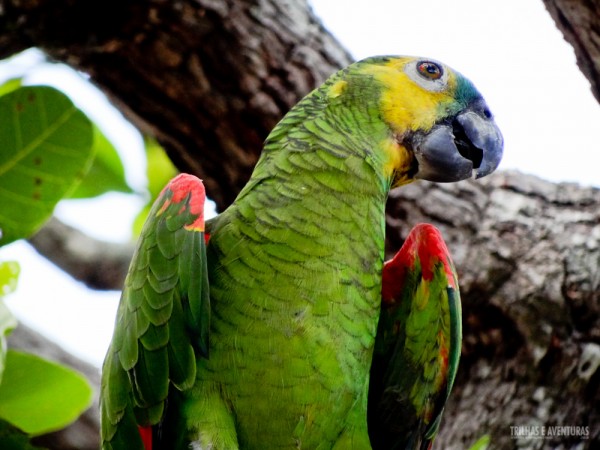 Papagaio verdadeiro encontrado no Jalapão