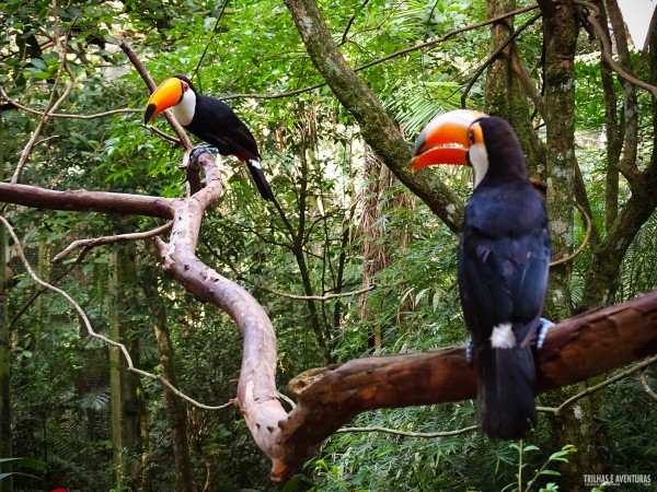 Parque das Aves Foz do Iguacu-4