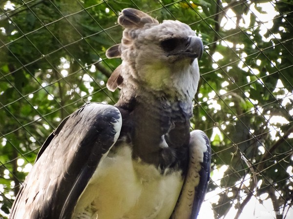Parque das Aves Foz do Iguacu-7