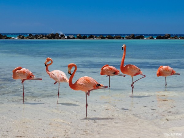 Renaissance Resort Oranjestad Aruba-8