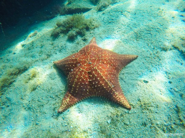 Estrela do mar encontrada na Lagoa Azul em Ilha Grande - RJ