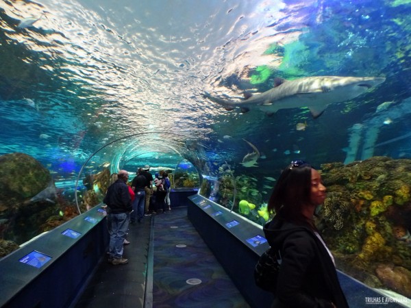 Ripleys Aquarium de Toronto-11
