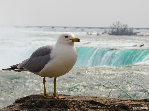 Uma das moradoras de Niagara Falls
