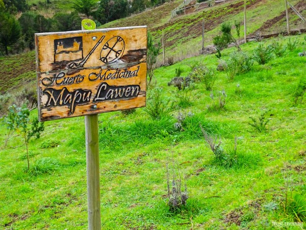 Horta de plantas medicinais do povo Mapuche