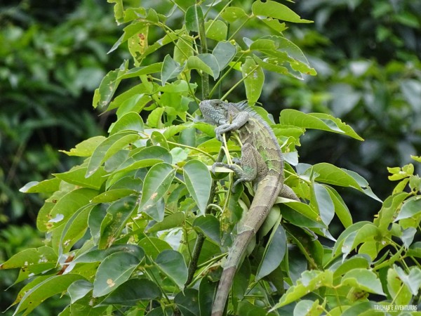 Iguana "levemente" disfarçada na árvore