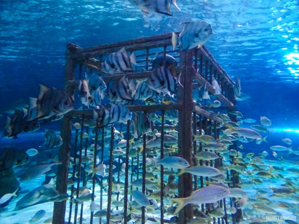Ripleys Aquarium em Myrtle Beach