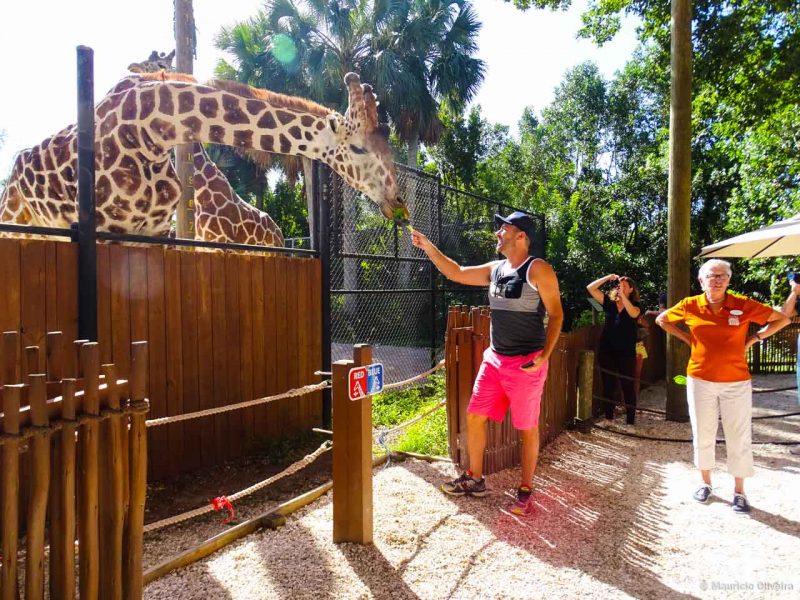 Alimentando girafas no Naples Zoo