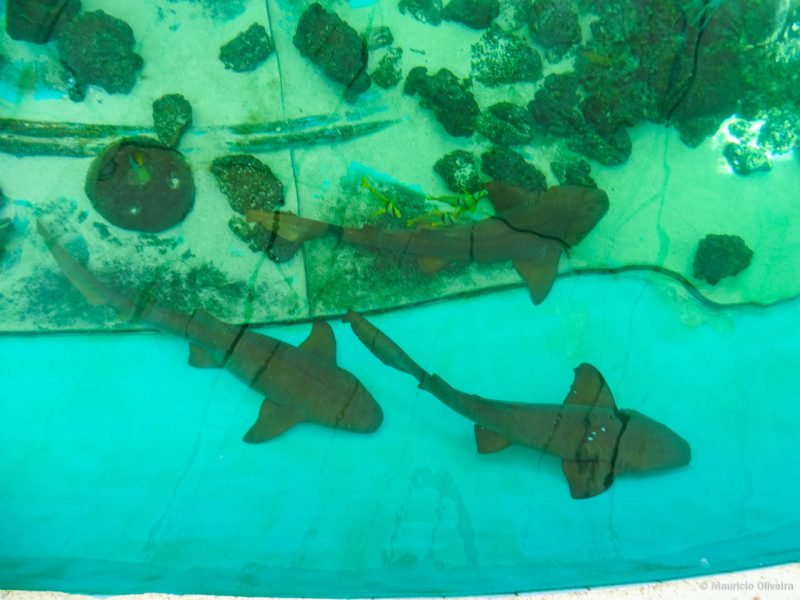 É possível alimentar os tubarões do tanque no Sandoway Discovery Center