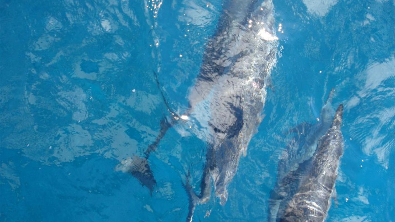 Nadando com os golfinhos de Pipa e Tibau do Sul - AVENTUREIROS
