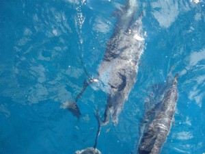 Golfinhos Rotadores durante o passeio de barco