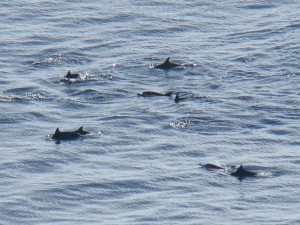 Grupo de Rotadores avistados do Mirante dos Golfinhos