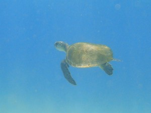 Tartaruga Verde - Baía dos Porcos