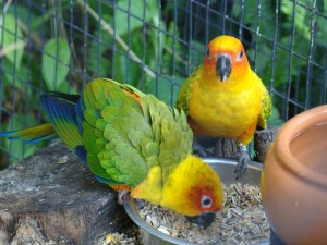 Foz do Iguaçu - Parque das Aves