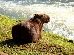 Foz do Iguaçu - Capivara livre em Itaipú