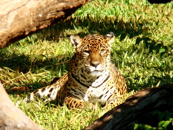 Foz do Iguaçu - Juma encarando nossas lentes