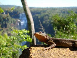 Foz do Iguaçu - Lagarto na Trilha das Cataratas