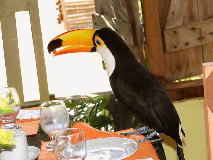 Tucano Toco, da Cacimba da Pedra, Miranda - MS