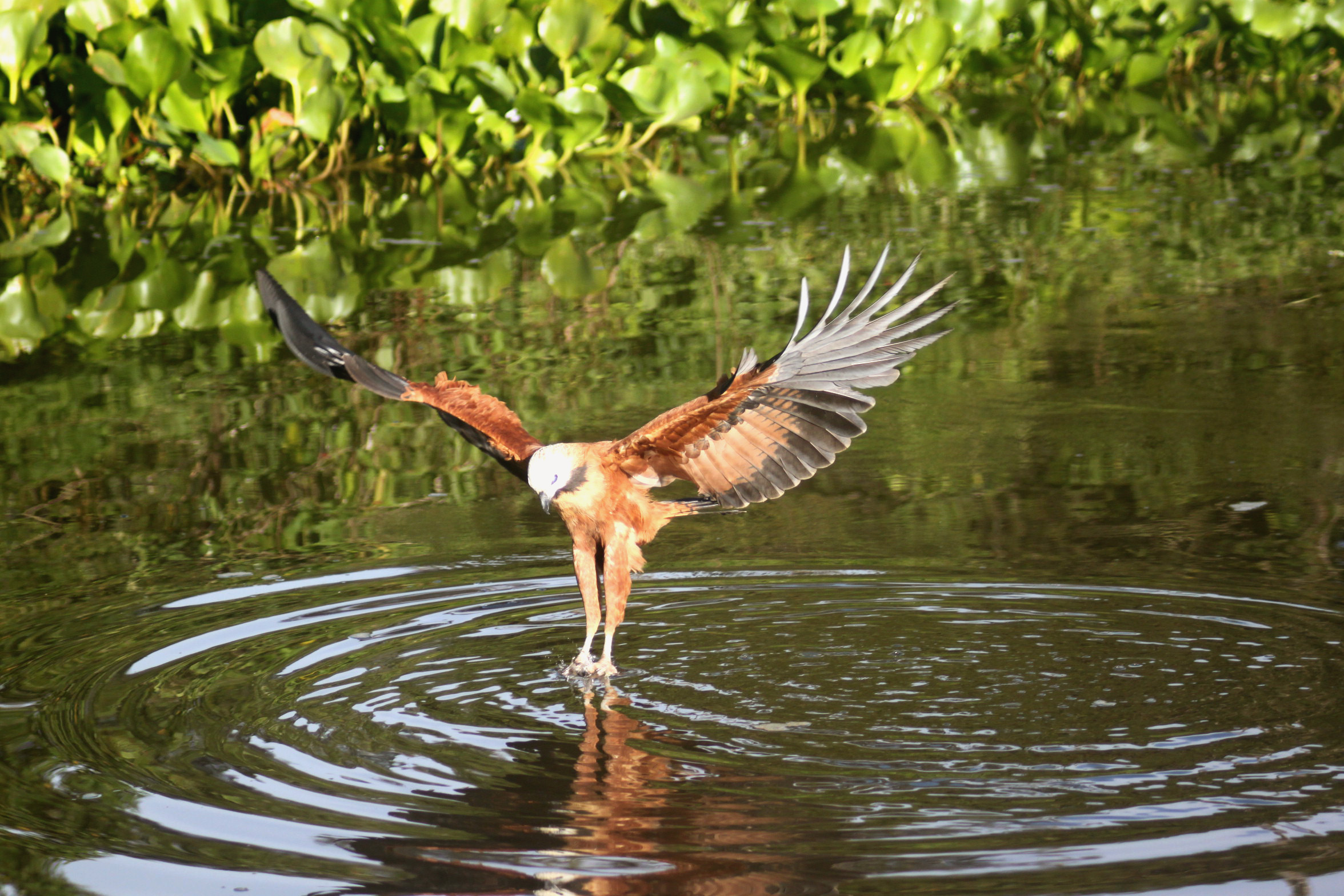 Gavião pescando uma piranha, Miranda - MS (Foto: Gabriel Massocato)