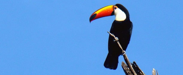 Tucano Toco - Diário de Bordo de Bonito e Pantanal 2011