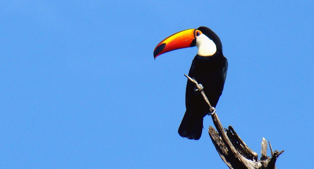 Tucano Toco - Diário de Bordo de Bonito e Pantanal 2011