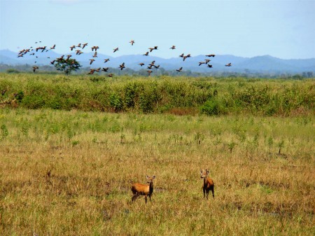 Cervos do Pantanal, na Fazenda San Francisco, Miranda - MS