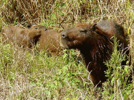 Capivara com Filhotes, na Fazenda San Francisco, Miranda - MS