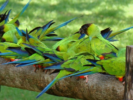 Príncipes-negros na Fazenda San Francisco, Miranda - MS