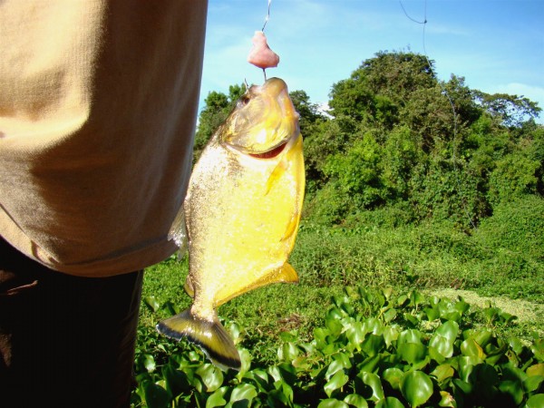 Pesca de Piranha no Pantanal, Miranda - MS