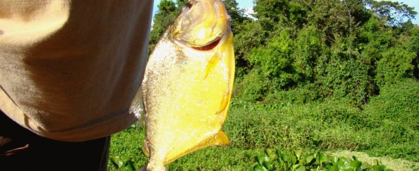 Pesca de Piranha no Pantanal, Miranda - MS