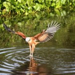 Fazenda San Francisco - Pantanal