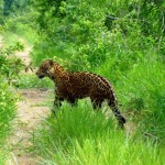 Fazenda San Francisco - Pantanal