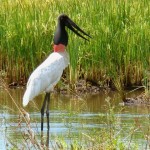 Fazenda San Francisco - Pantanal