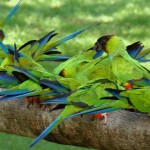 Fazenda San Francisco - Pantanal