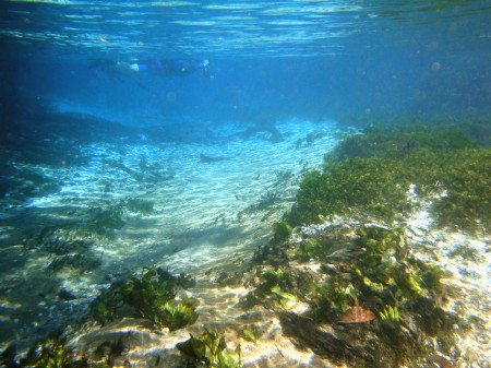 Flutuação no Rio Sucuri, Bonito - MS