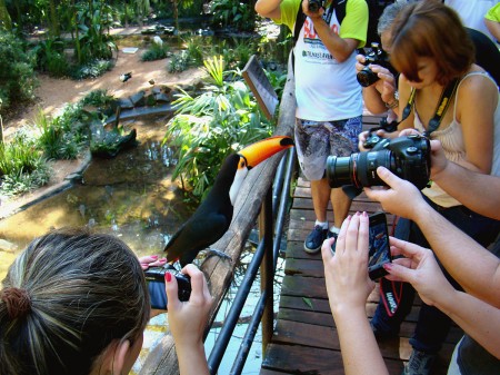 O Tucano Toco foi a estrela do Parque das Aves