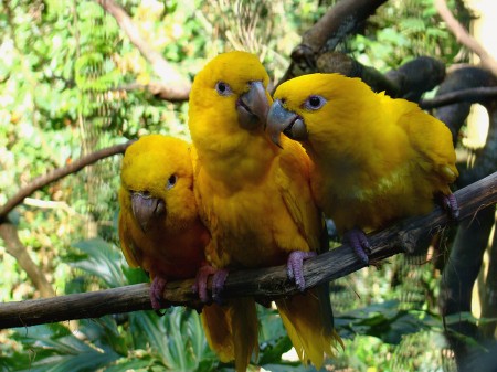 Ararajubas no Parque das Aves