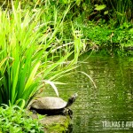 Tartaruga no lago do IMS