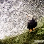 Uma linda águia na beira do Rio Capilano