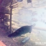 Pirarucus de quase 2 metros nadam com a gente