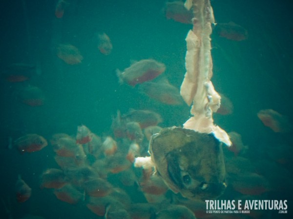 Tem coragem de cair em um lago repleto de piranhas?