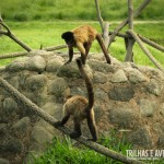 Os macacos fazem a festa quando os turistas chegam