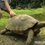 Enormes tartarugas são encontradas nas trilhas do primeiro recinto