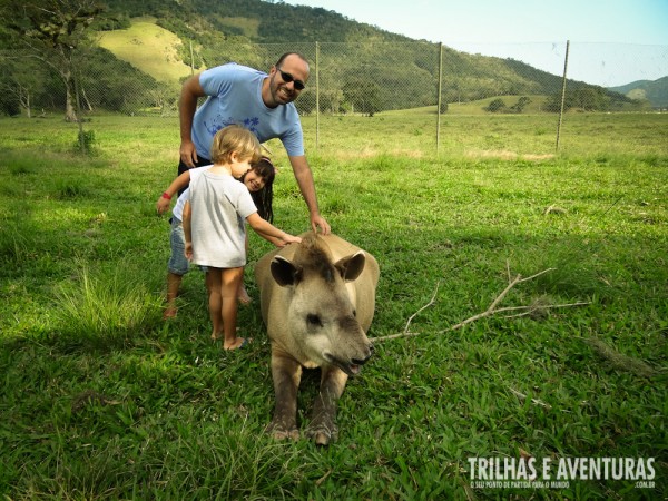 As antas são súper dóceis e adoram receber carinhos